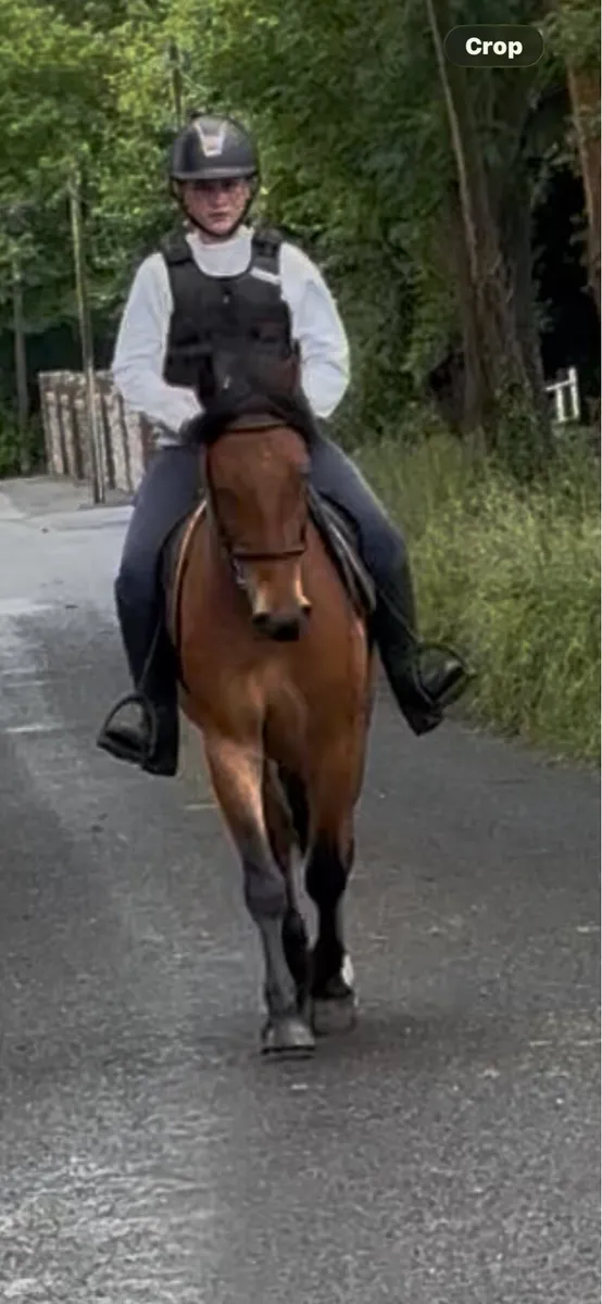 CRACKING ALL-ROUNDER 138 GELDING - Image 2
