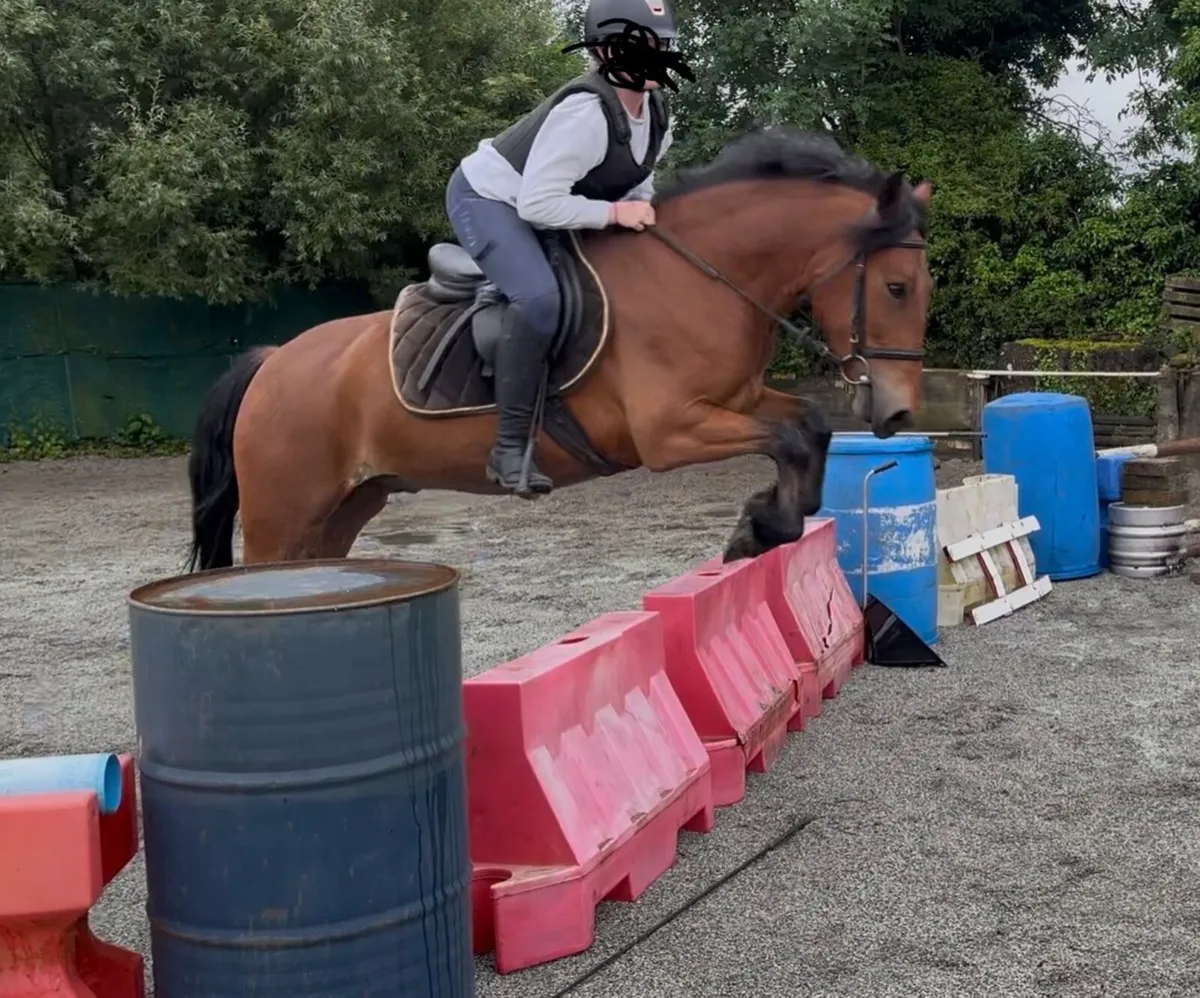 CRACKING ALL-ROUNDER 138 GELDING - Image 3