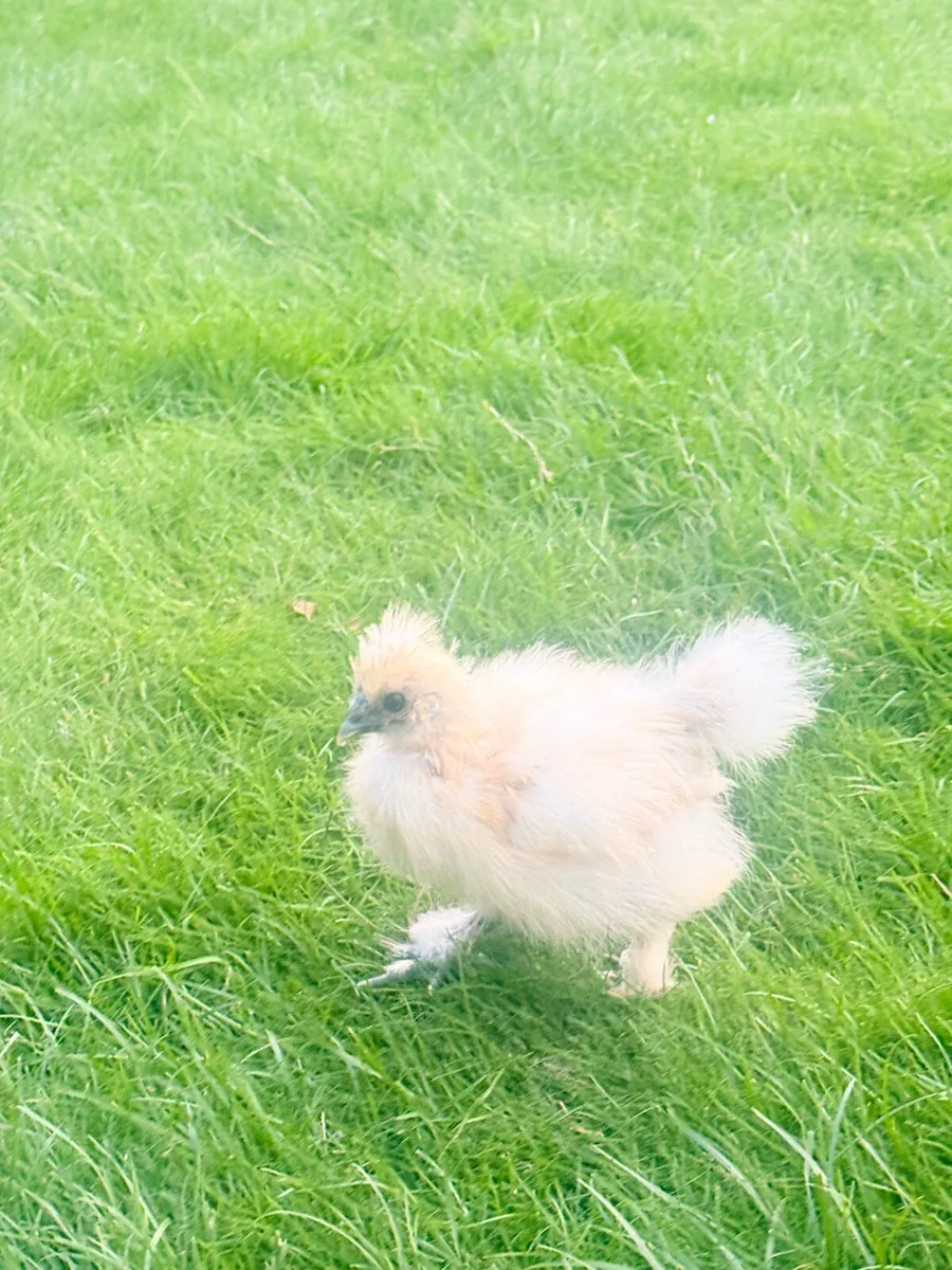 Silkie - Image 4