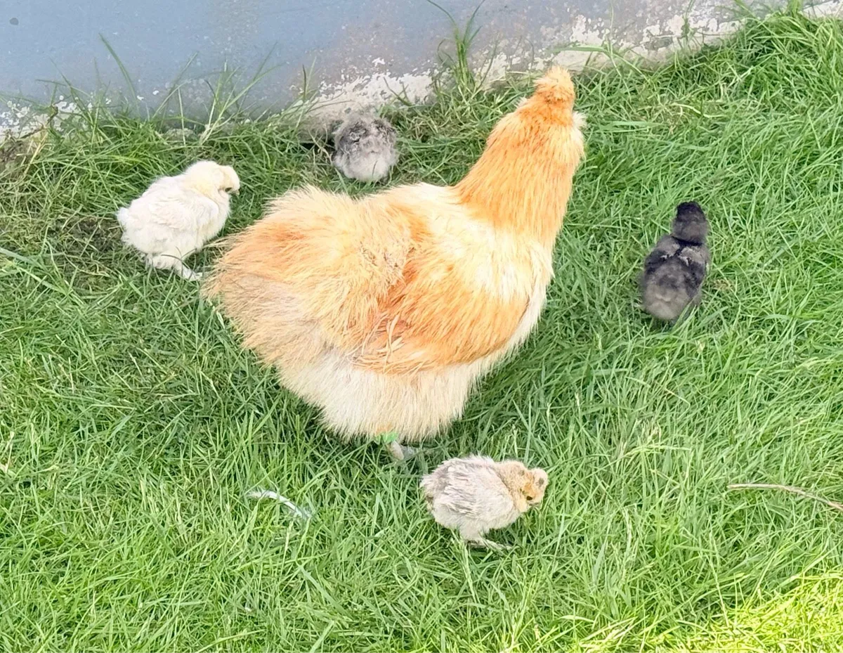 Silkie - Image 1