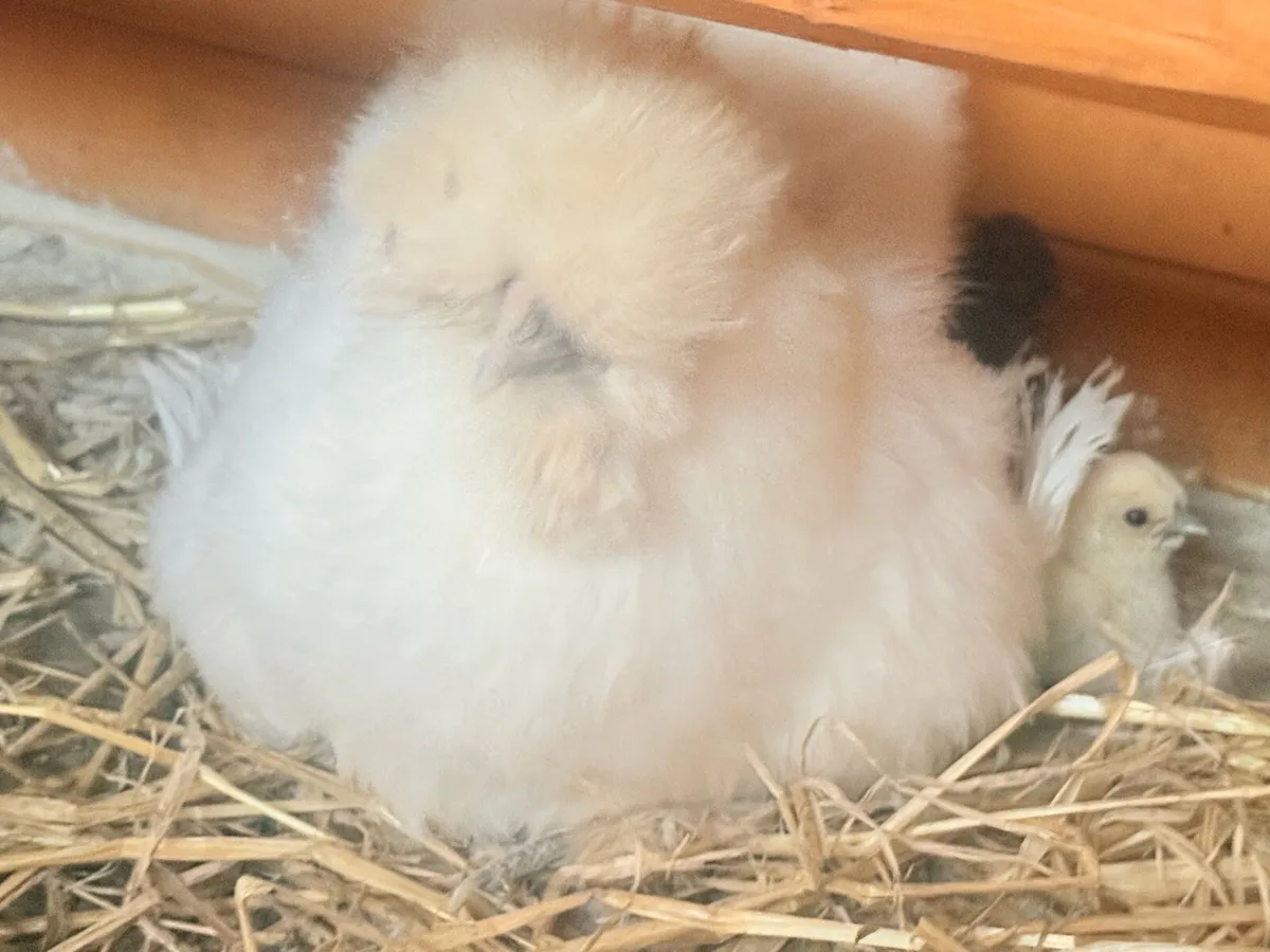 Silkie - Image 2