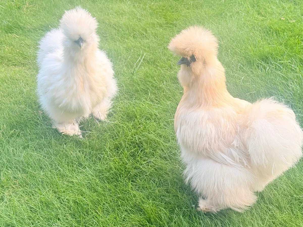 Silkie - Image 3