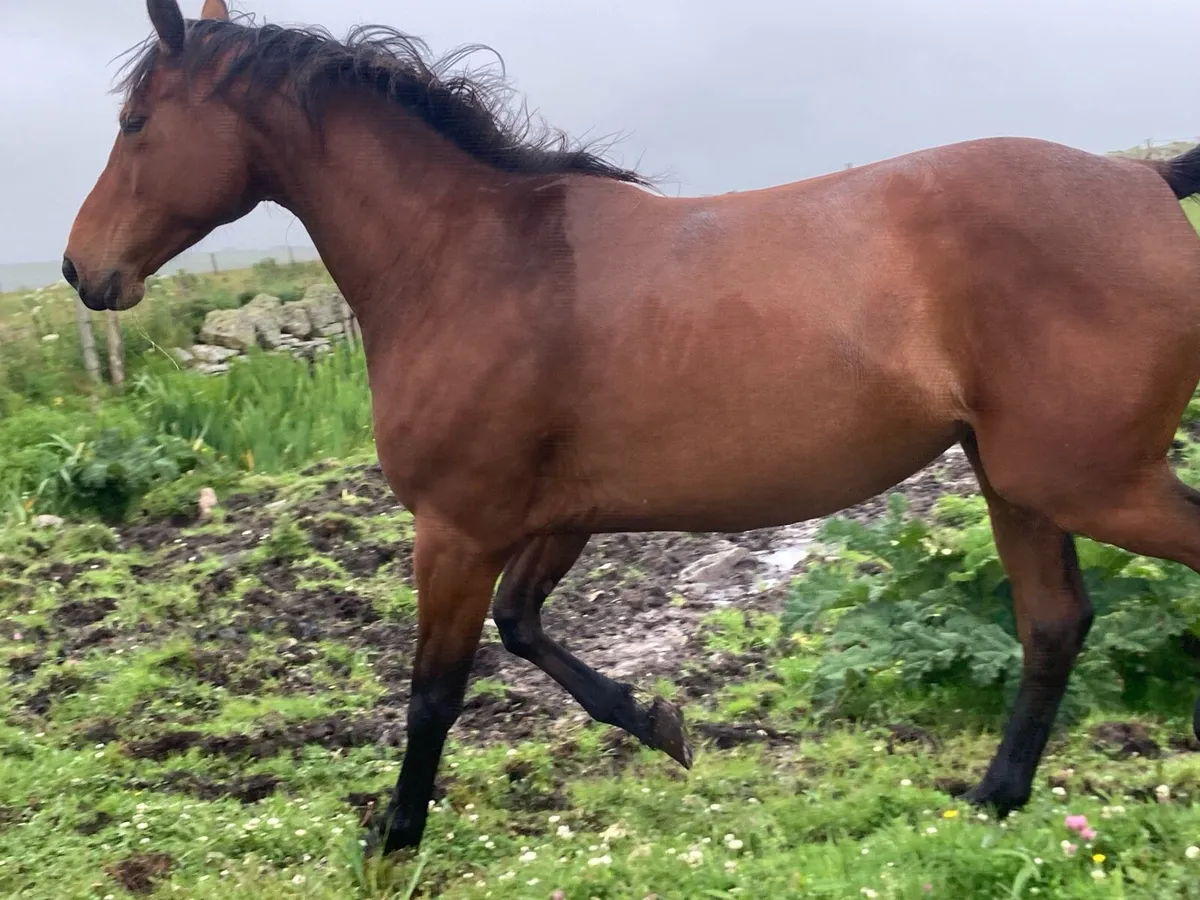 Cruising filly - Image 3