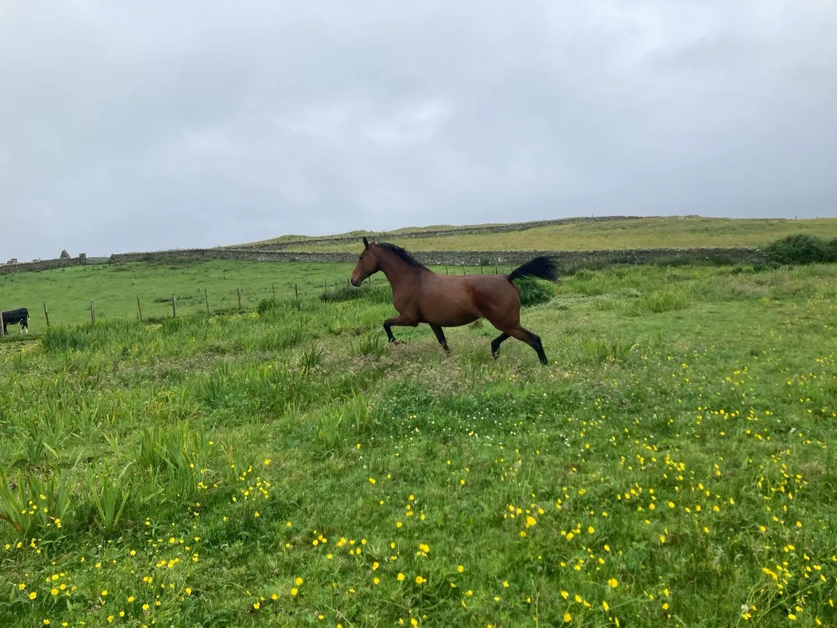 Cruising filly - Image 4