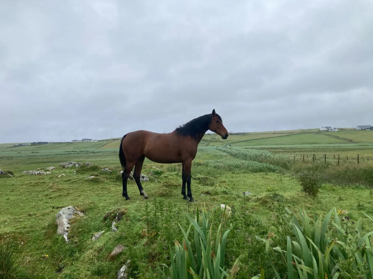 Cruising filly - Image 2