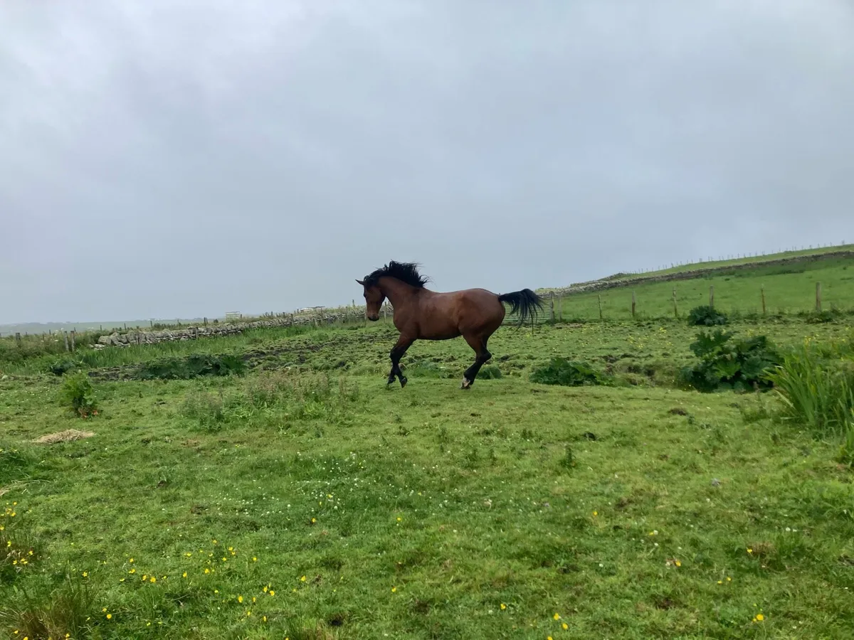 Cruising filly - Image 1