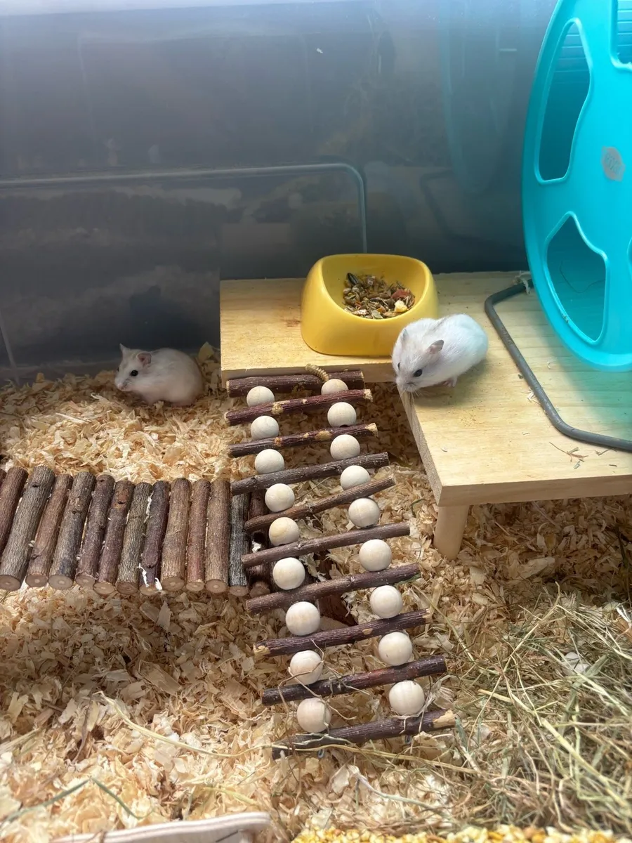 Baby Hamsters - Image 1