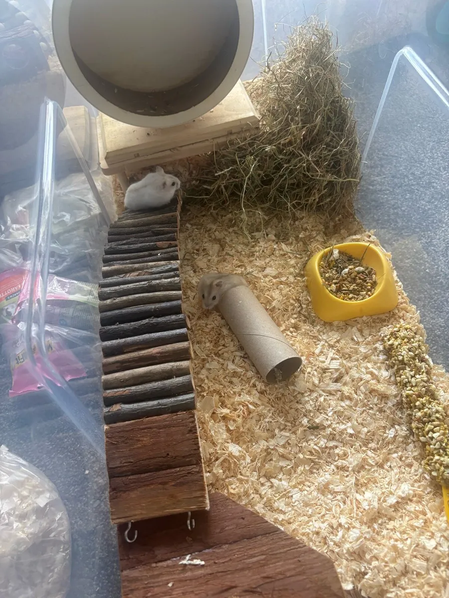 Baby Hamsters - Image 2