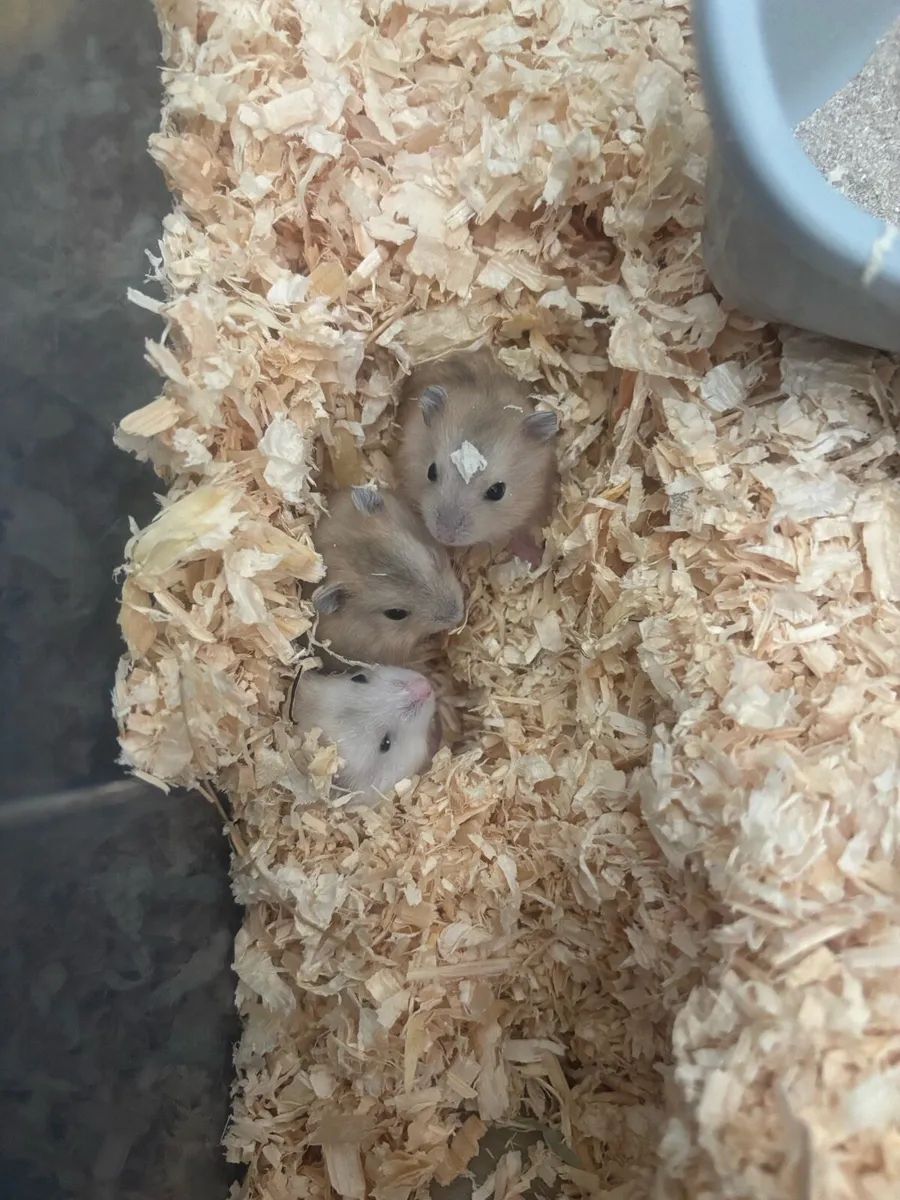Baby Hamsters - Image 3