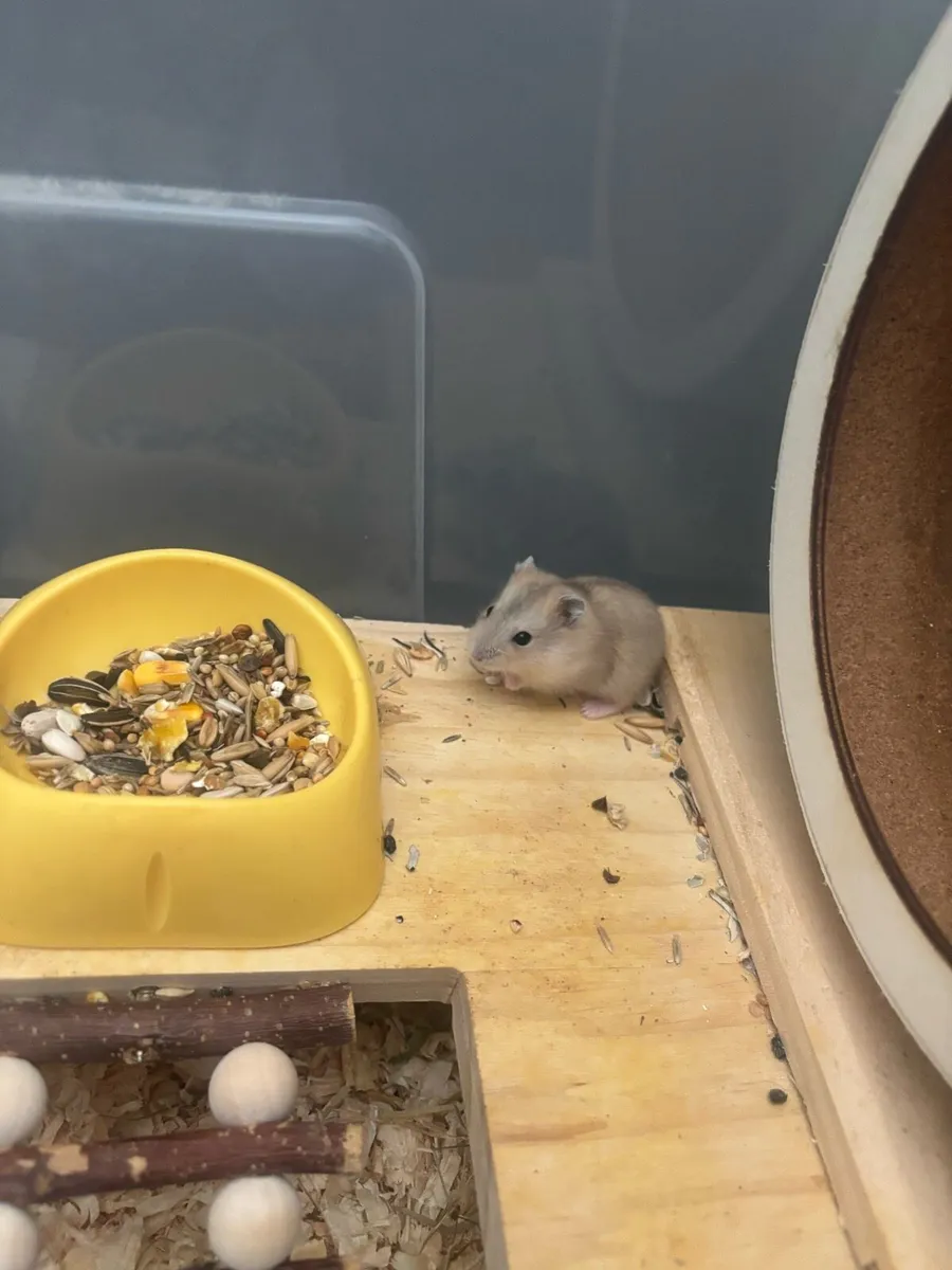 Baby Hamsters - Image 4