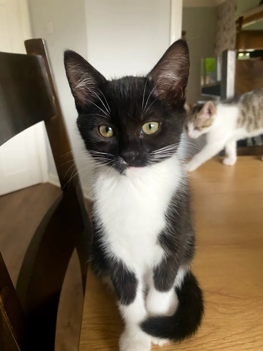 kittens - Image 3