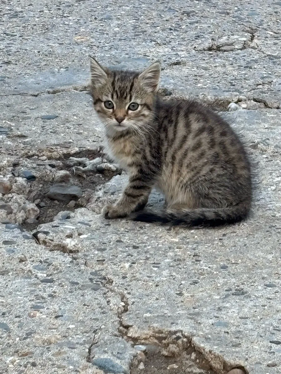 Kittens for sale - Image 1