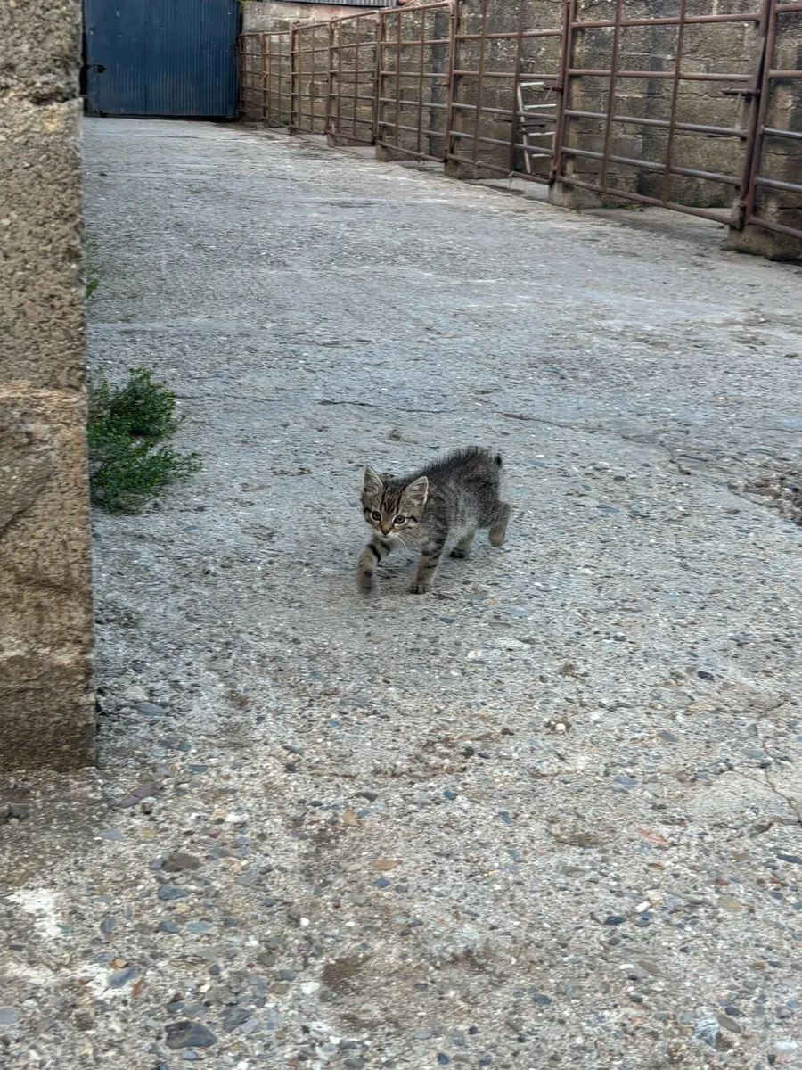 Kittens for sale - Image 2