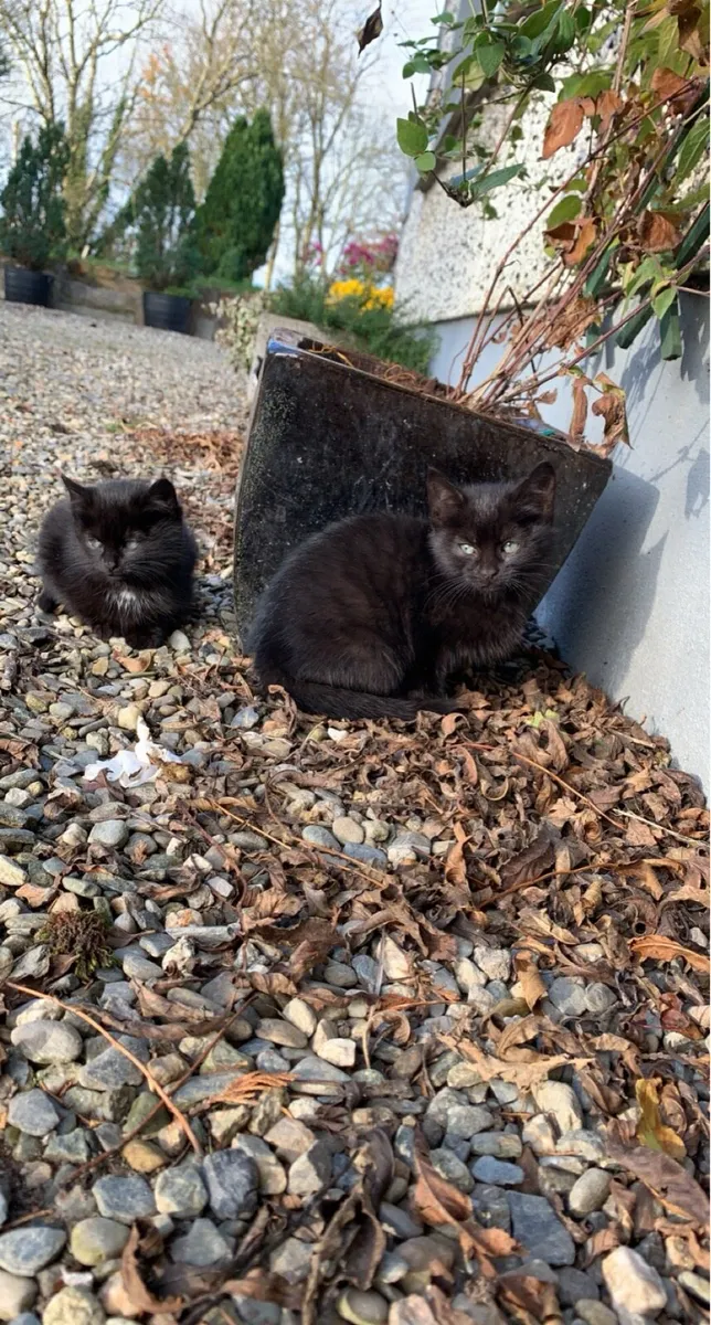 Kittens for sale - Image 3