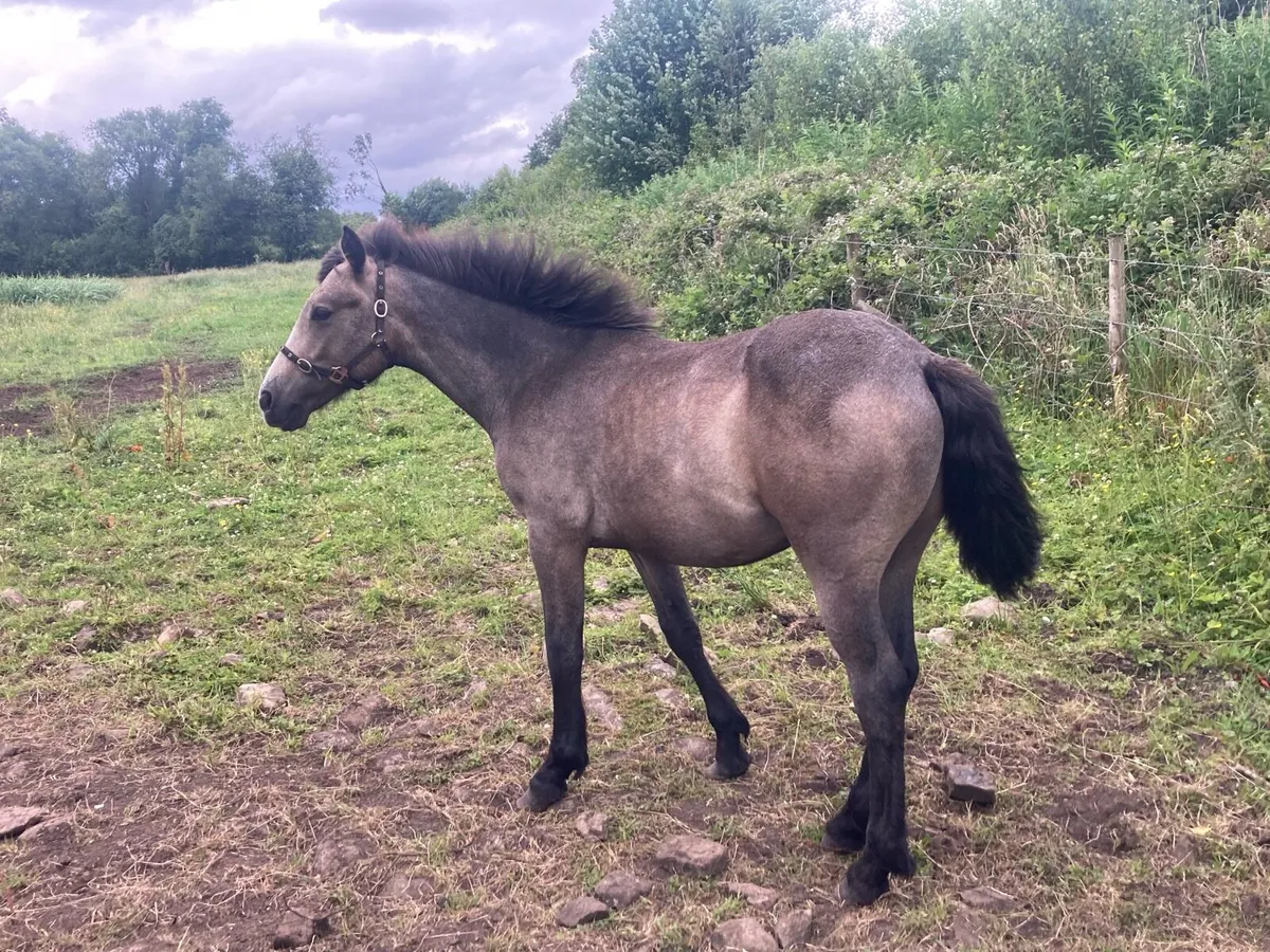 Pony - Image 1