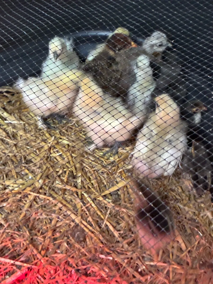 Chickens - Image 1