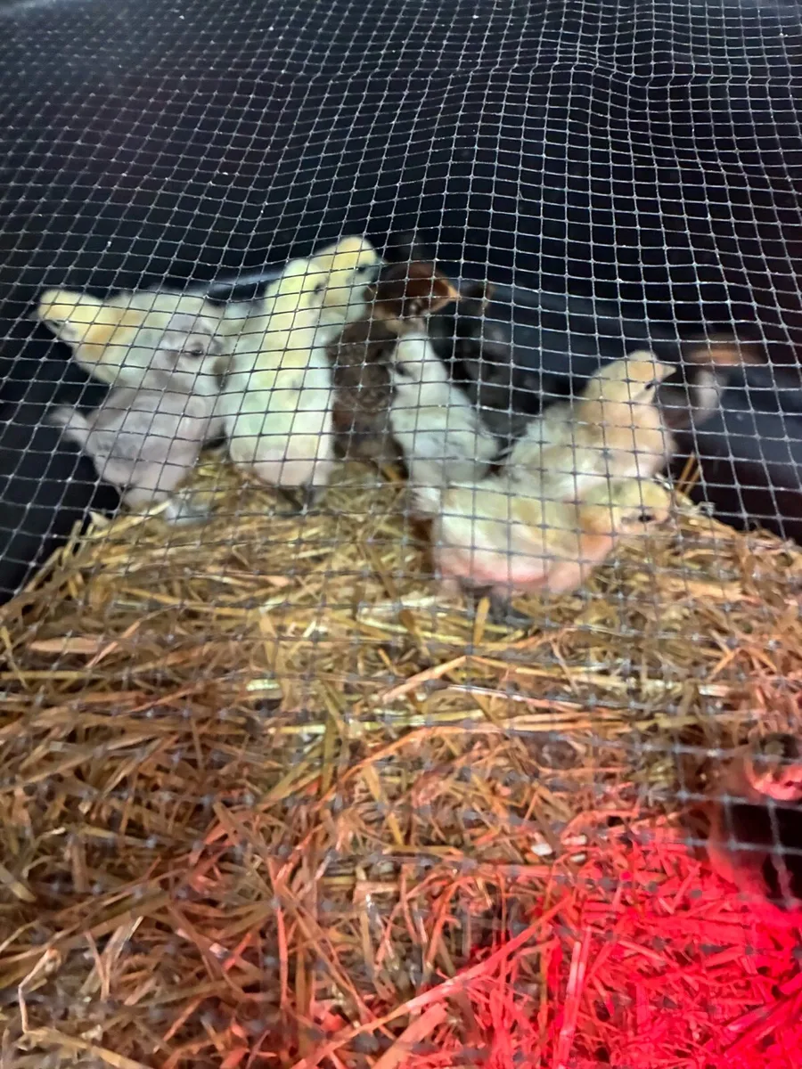 Chickens - Image 2