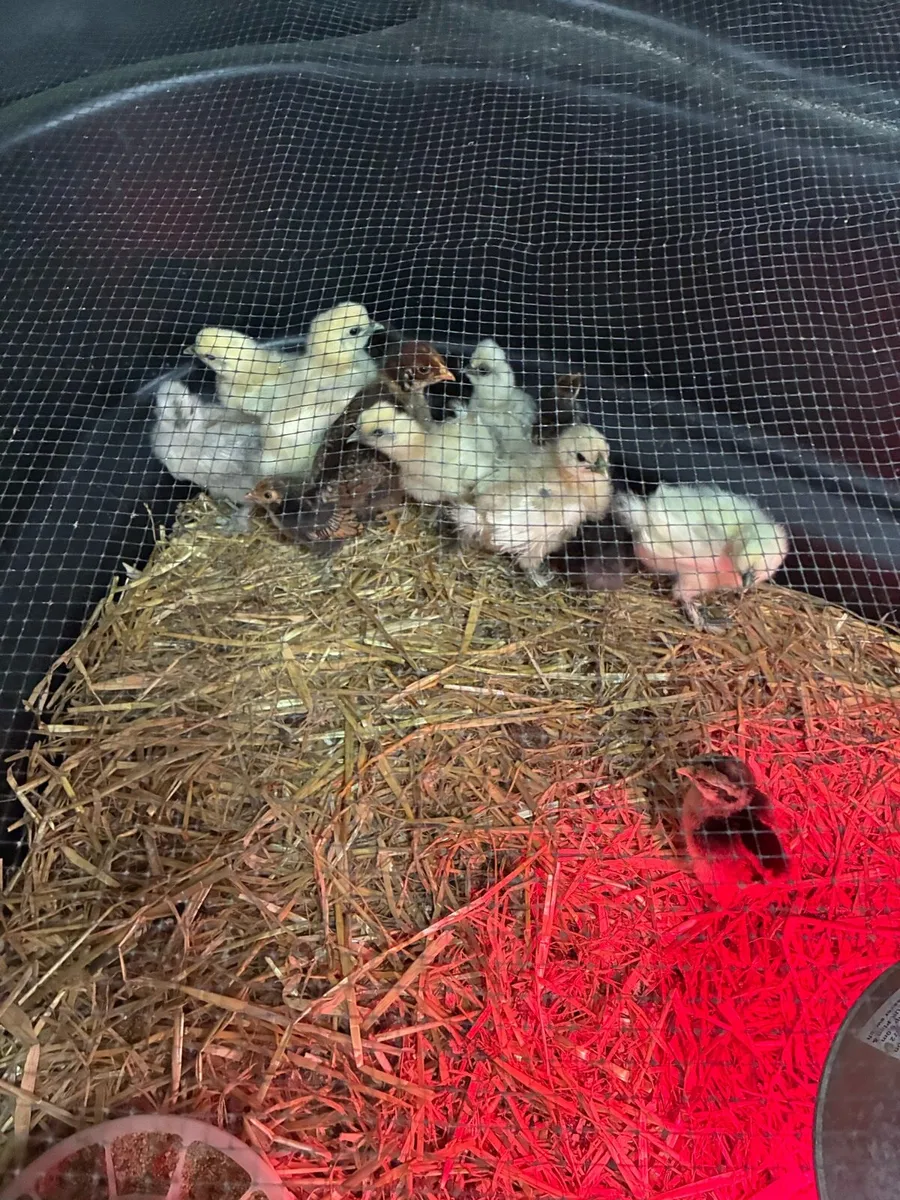 Chickens - Image 3