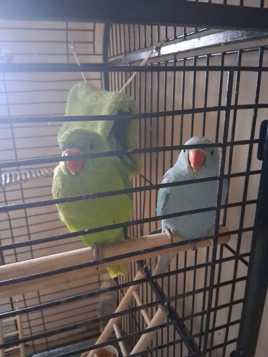 Double breeding  cage - Image 3