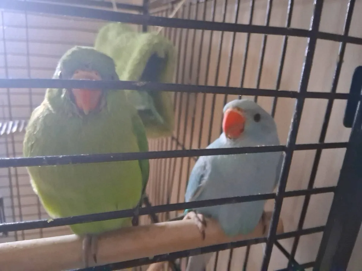 Double breeding  cage - Image 4