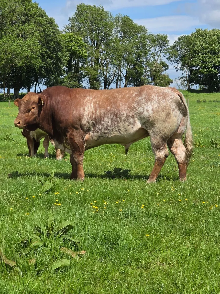 Roan Belgian Blue Bull - Image 1