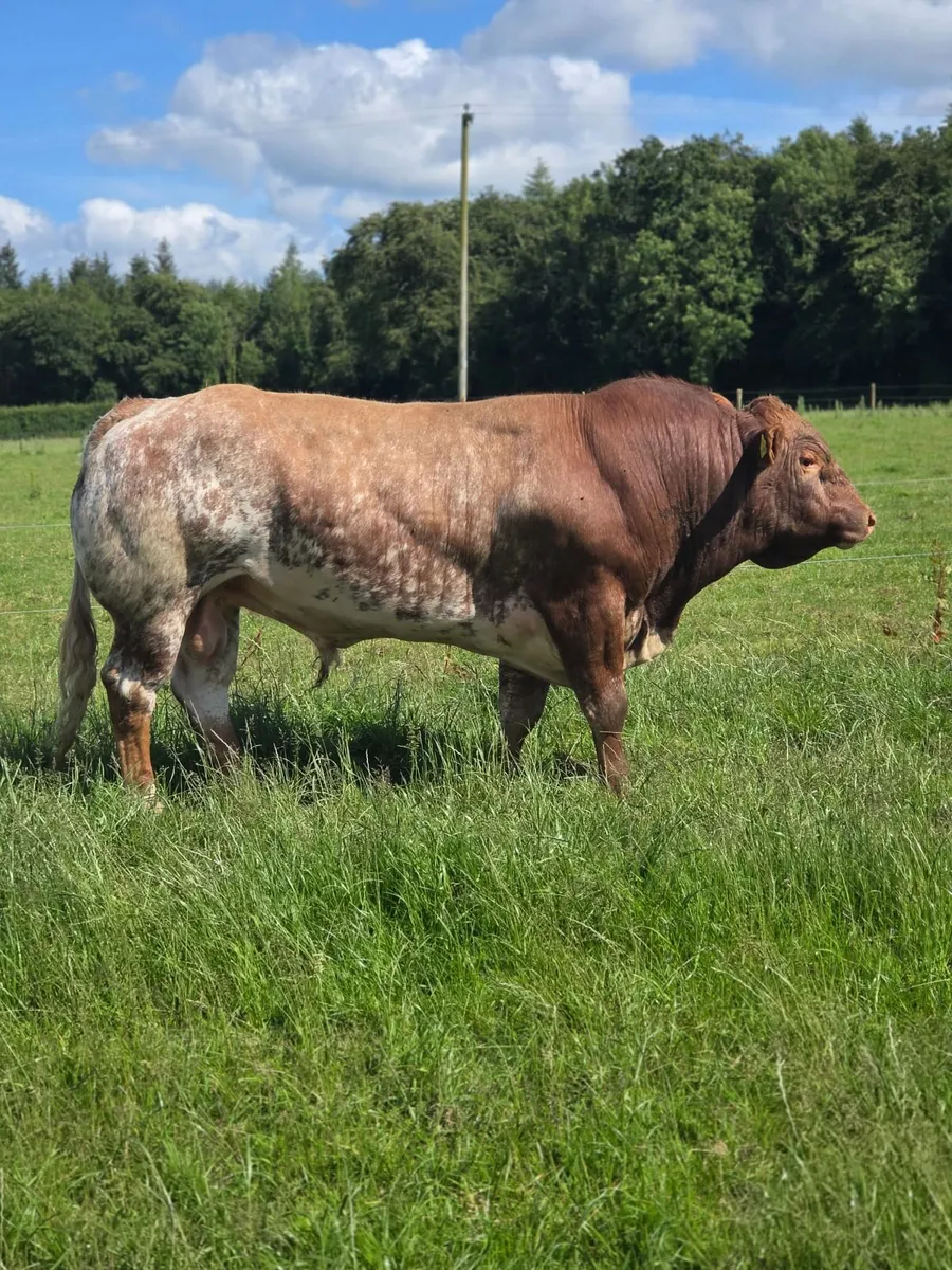 Roan Belgian Blue Bull - Image 2
