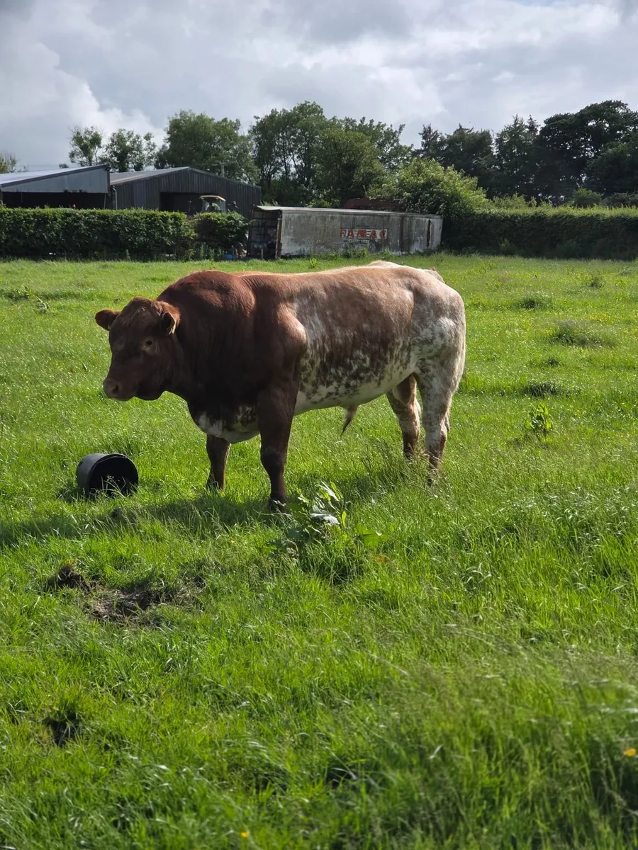 Roan Belgian Blue Bull - Image 3