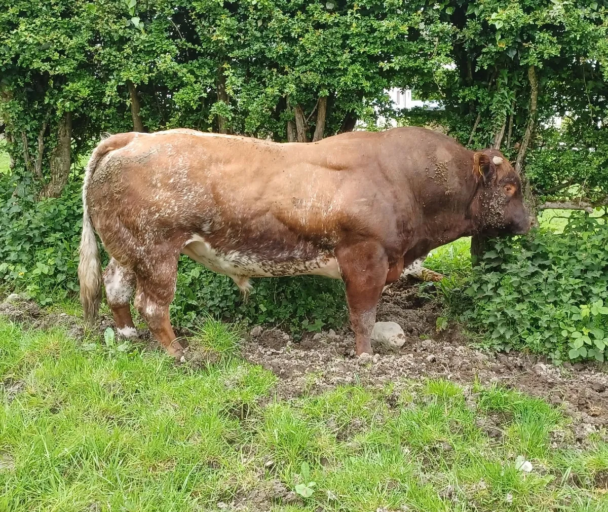 Roan Belgian Blue Bull - Image 4