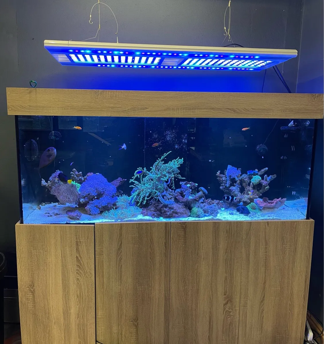 Marine Fish Tank - Image 1