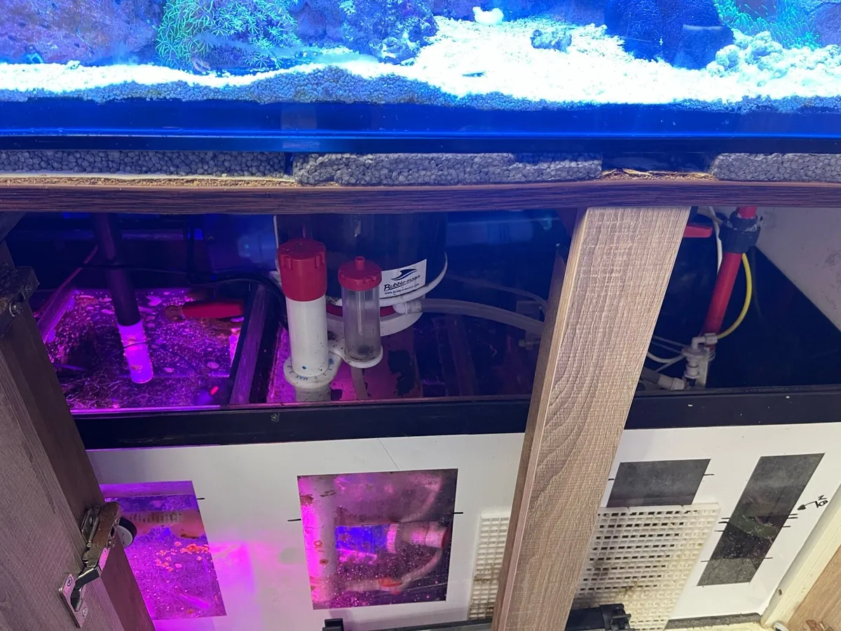 Marine Fish Tank - Image 2