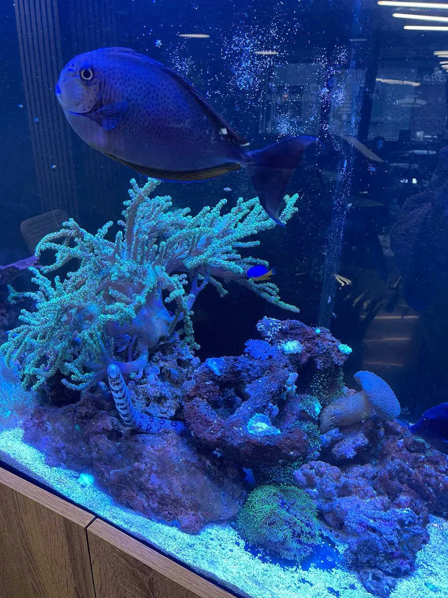 Marine Fish Tank - Image 3
