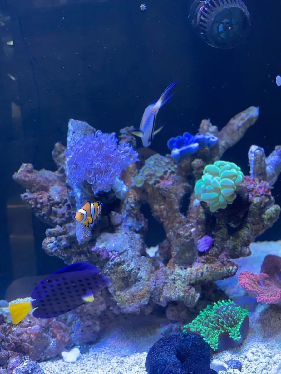 Marine Fish Tank - Image 4