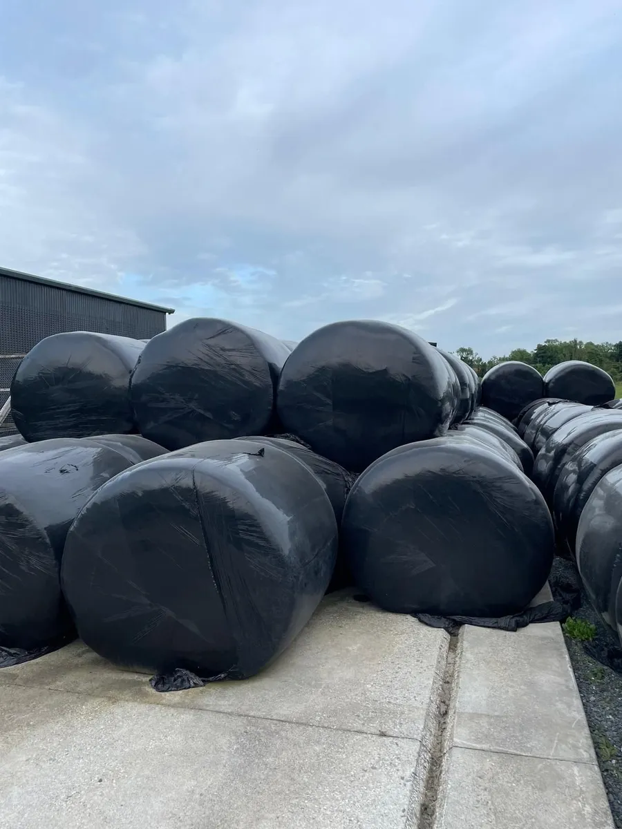 2025 silage - Image 2