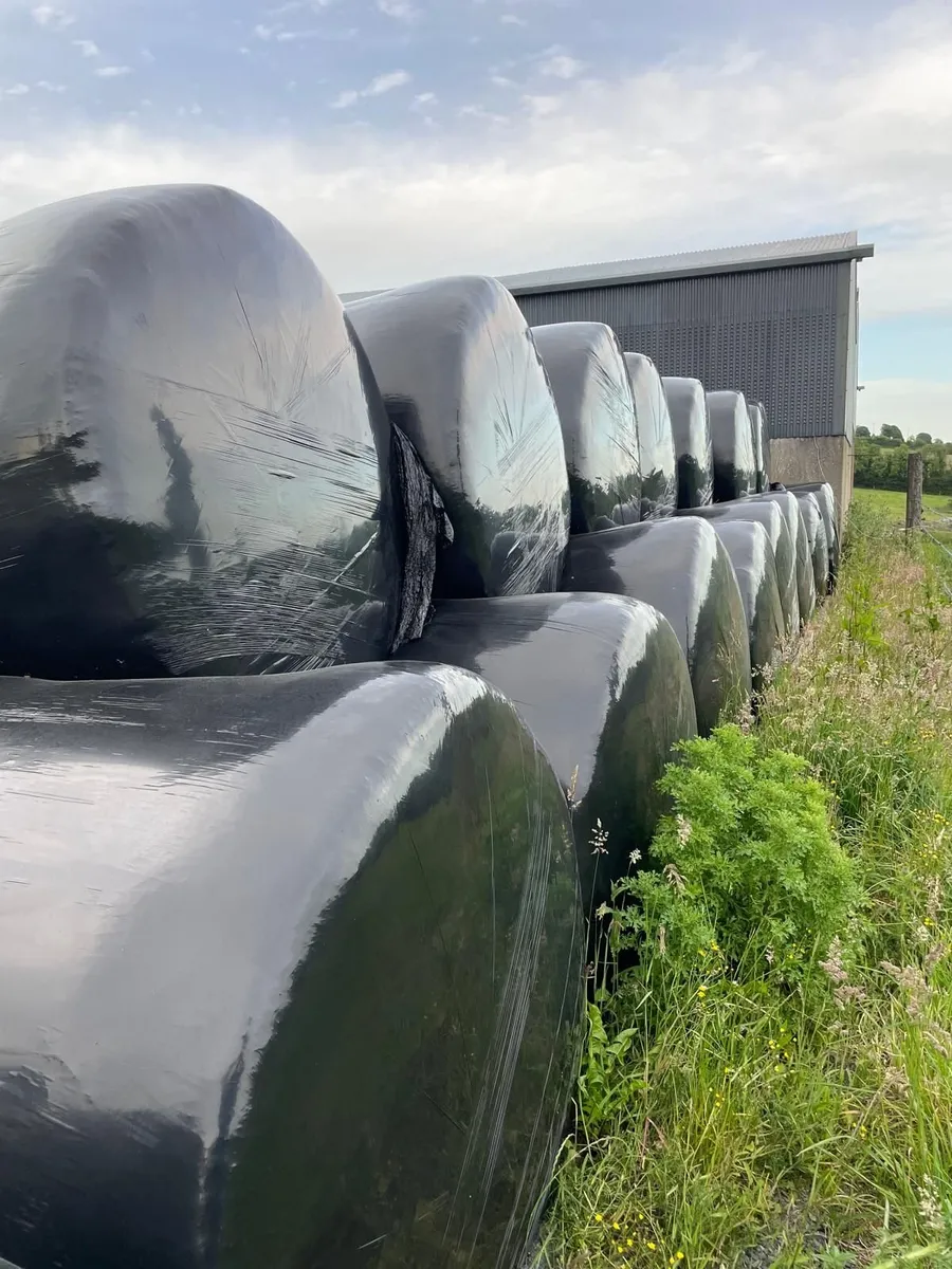 2025 silage - Image 3
