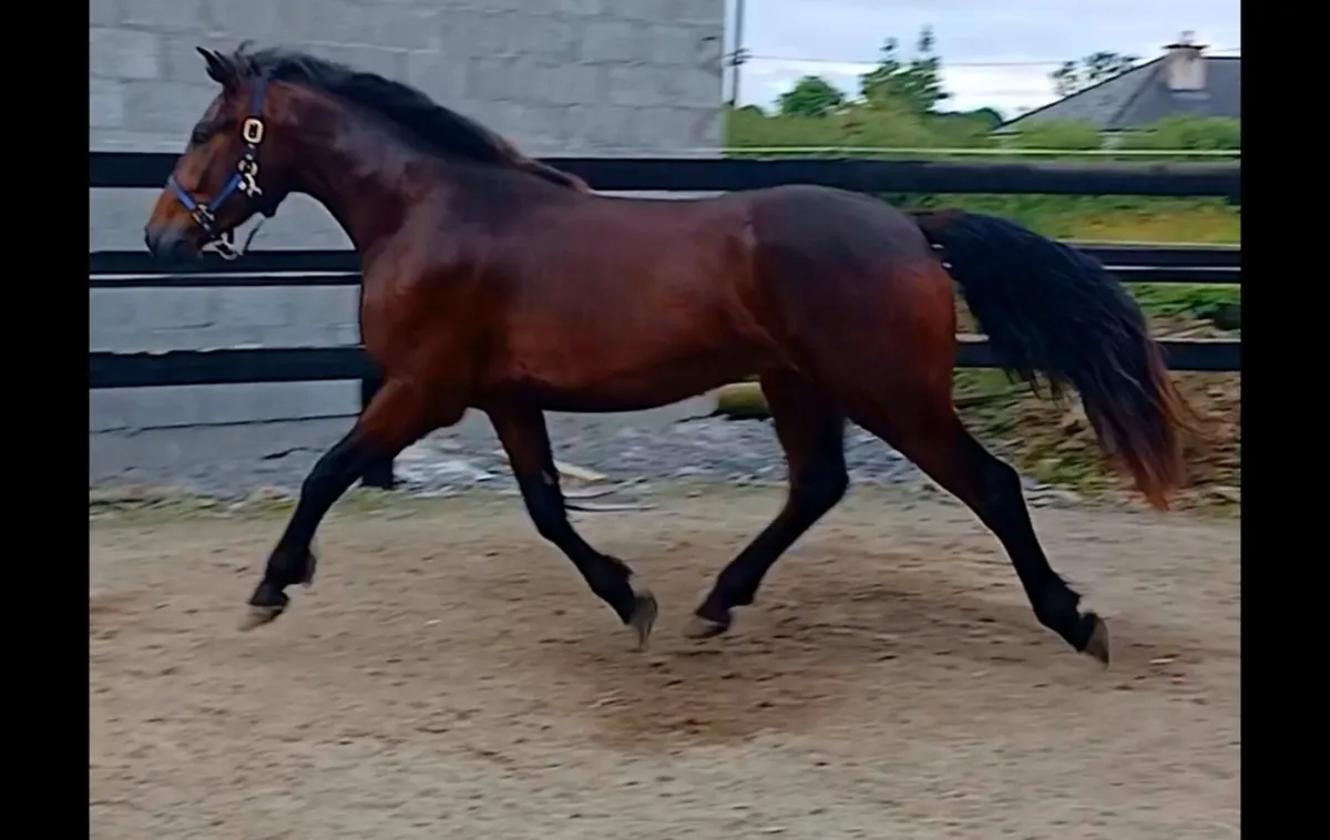 Show quality Gelding - Image 3