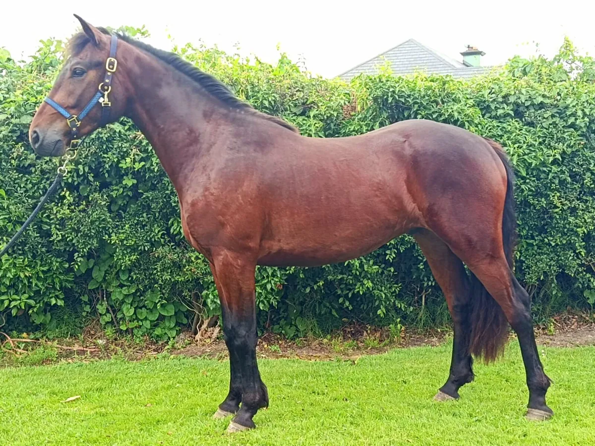 Show quality Gelding - Image 1