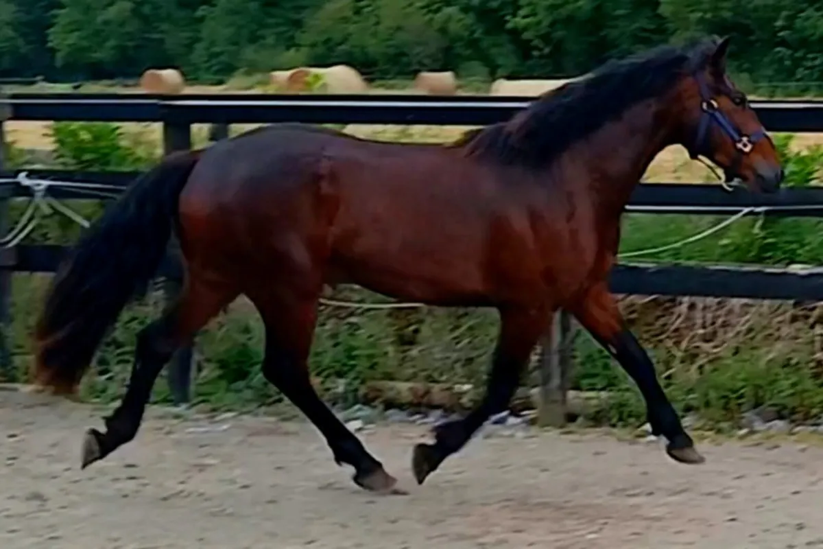 Show quality Gelding - Image 2