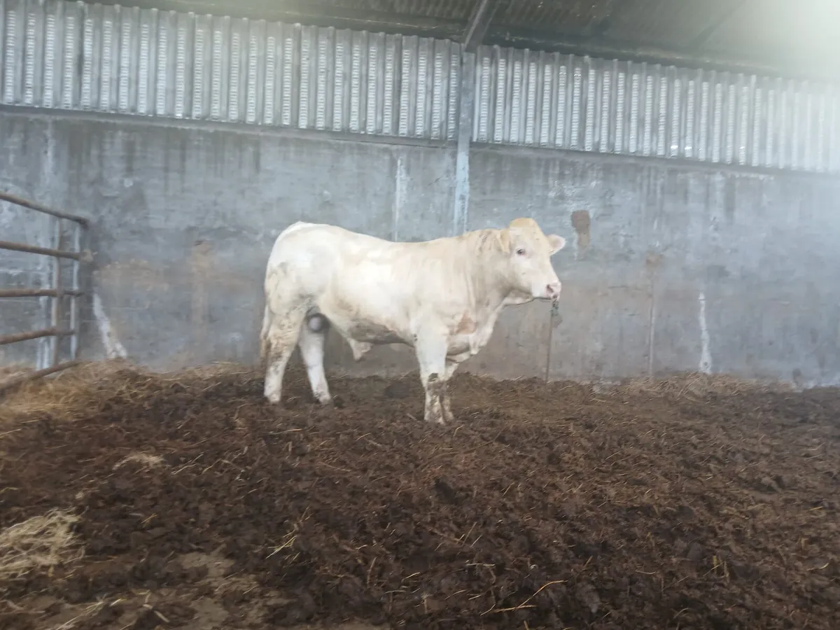 Charolais bull - Image 2