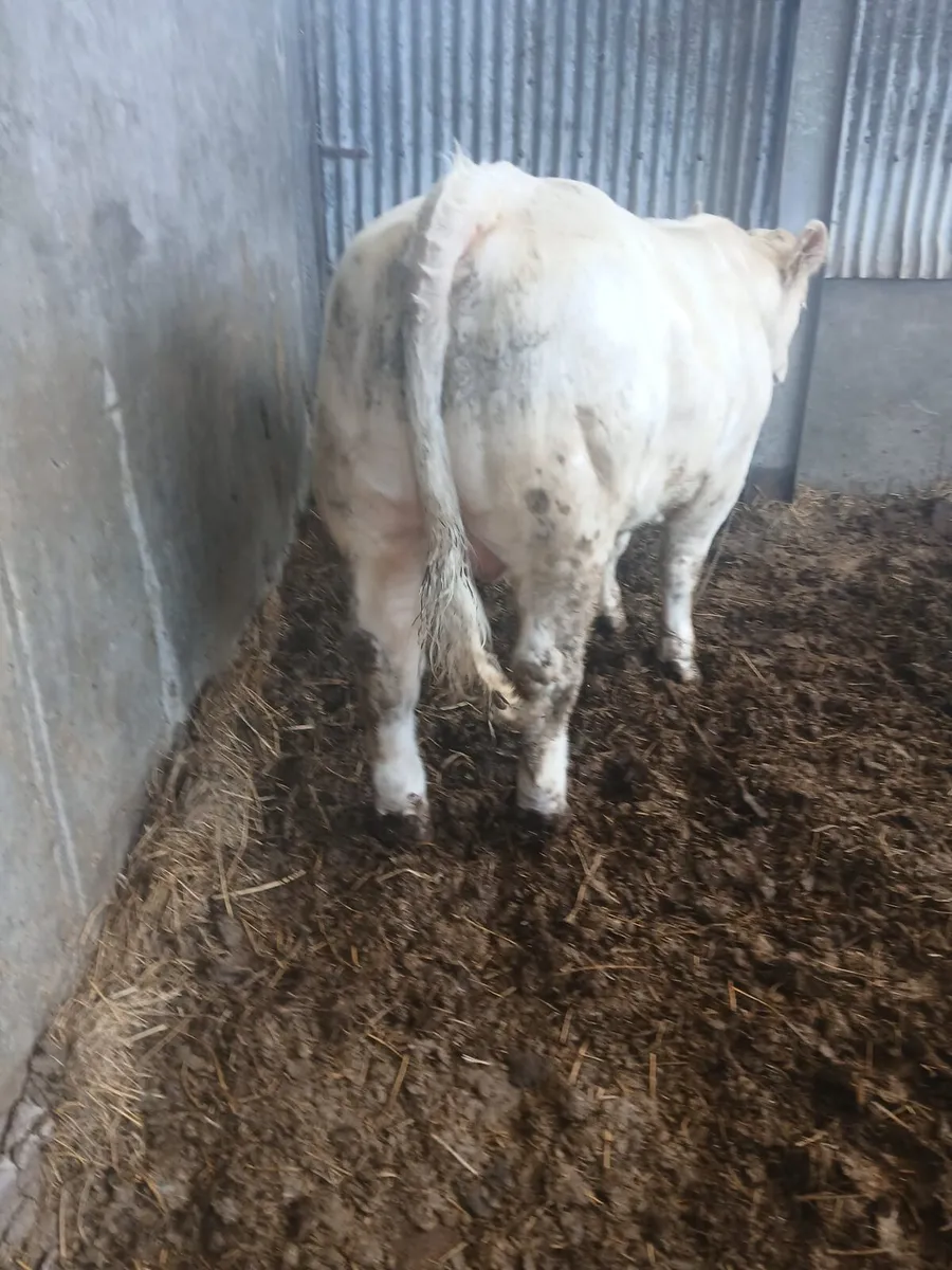 Charolais bull - Image 3