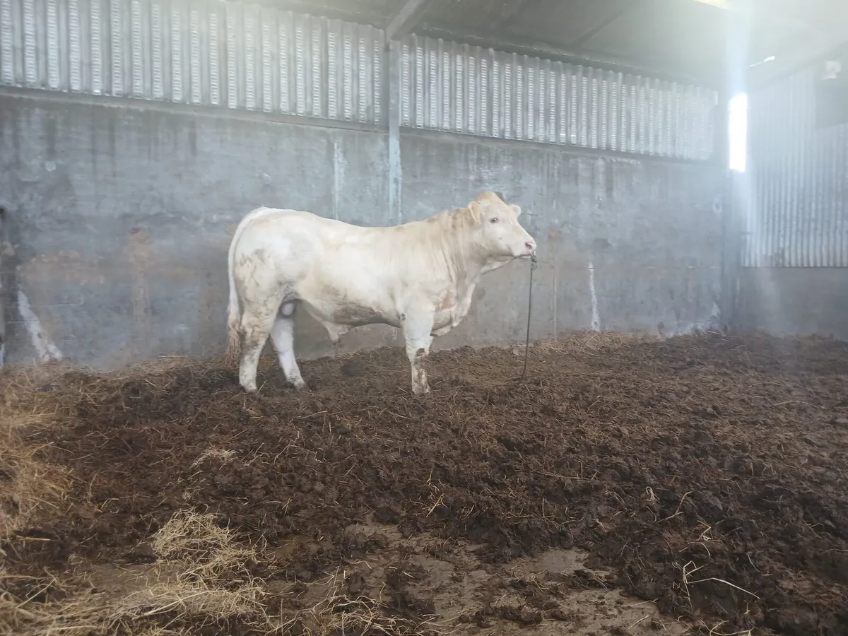 Charolais bull - Image 1