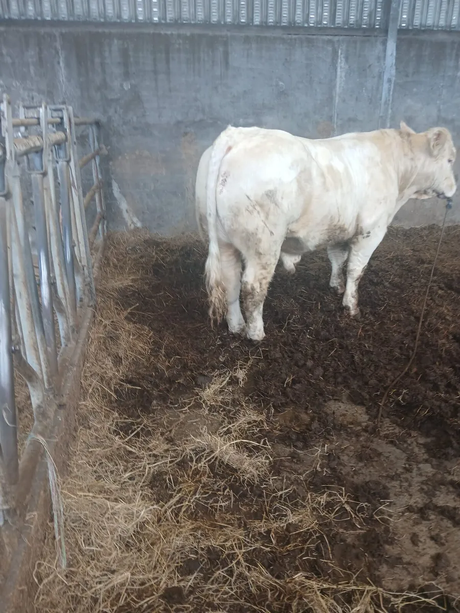 Charolais bull - Image 4