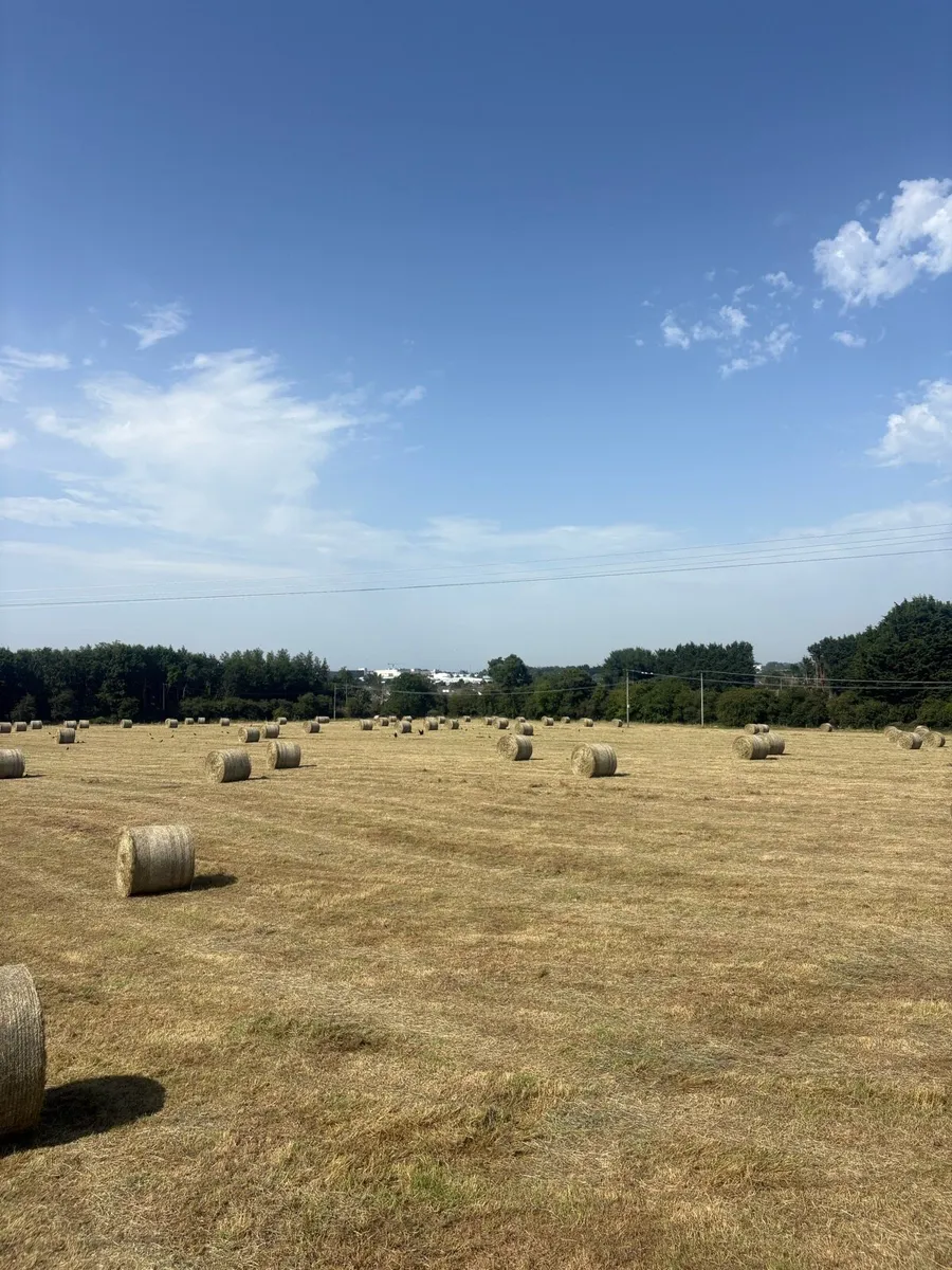 Hay - Image 2