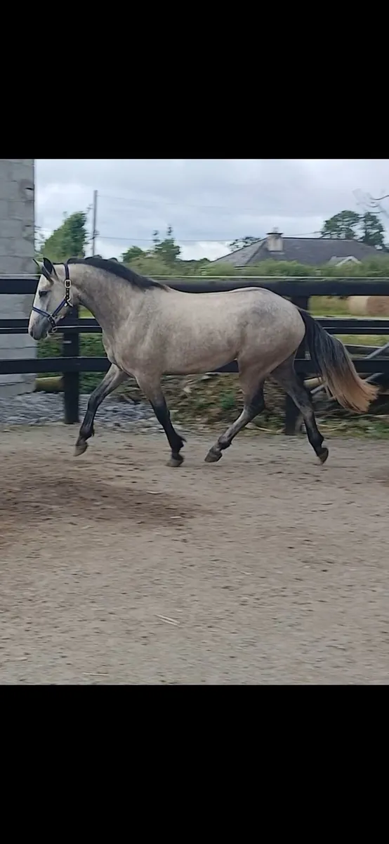 Stunning grey connemara - Image 3