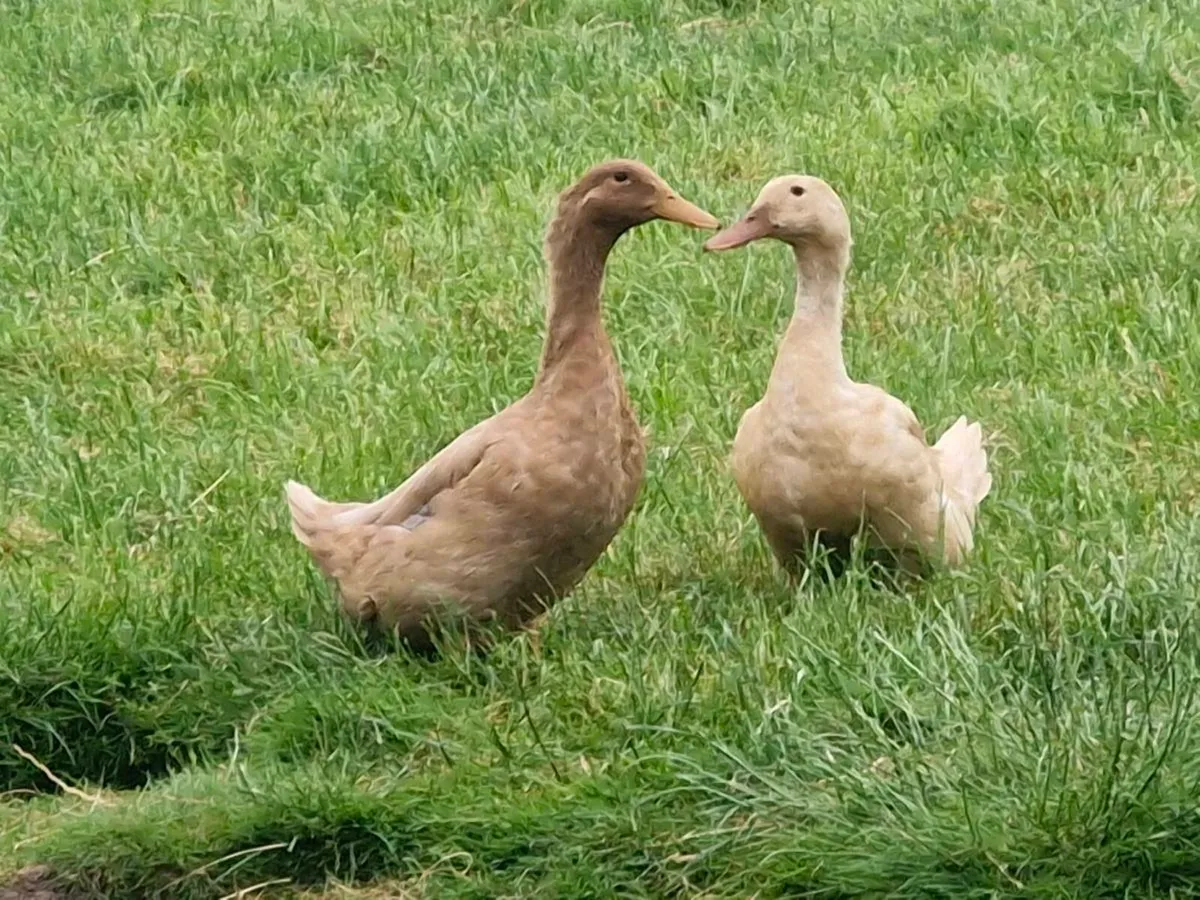 Orpington, khaki & cayuga ducklings - Image 1
