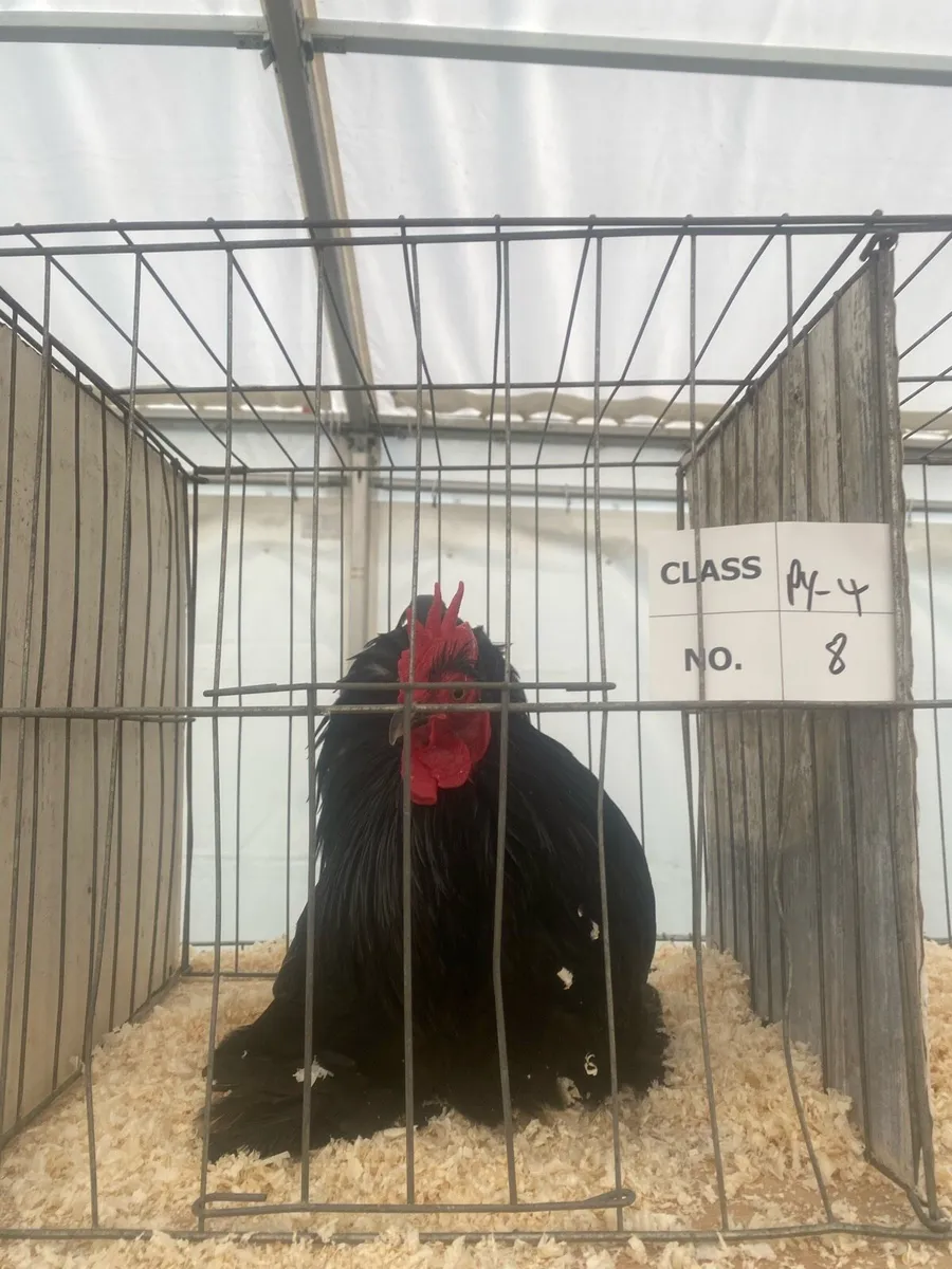 True bantam black pekin pair - Image 1