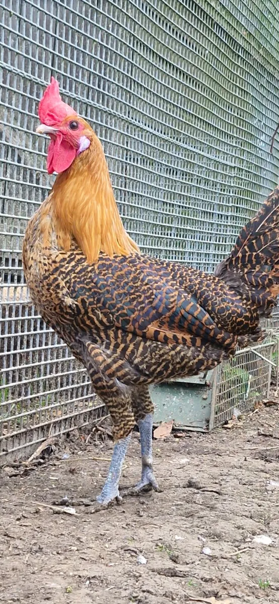 cayugas & golden campine rooster - Image 1