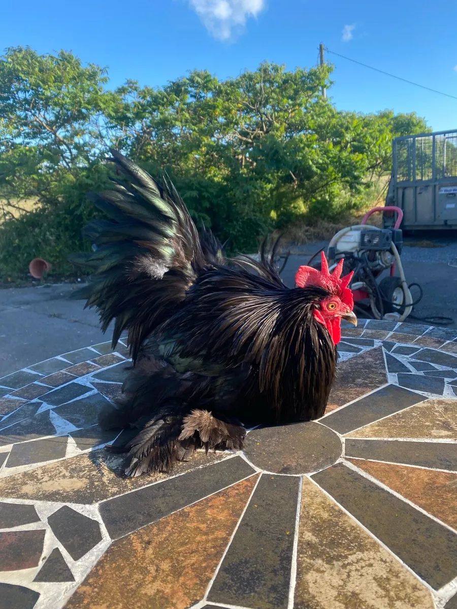 True bantam black pekin pair - Image 2