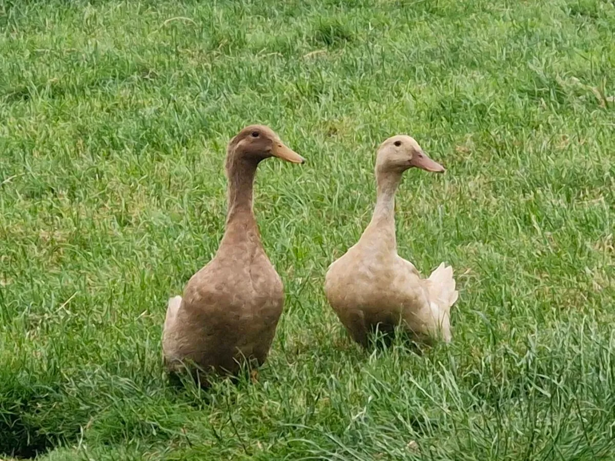 Orpington, khaki & cayuga ducklings - Image 2