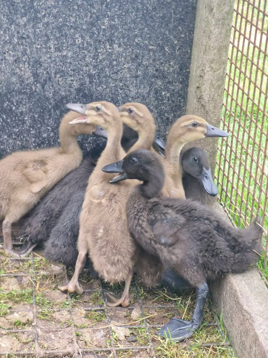 Orpington, khaki & cayuga ducklings - Image 3