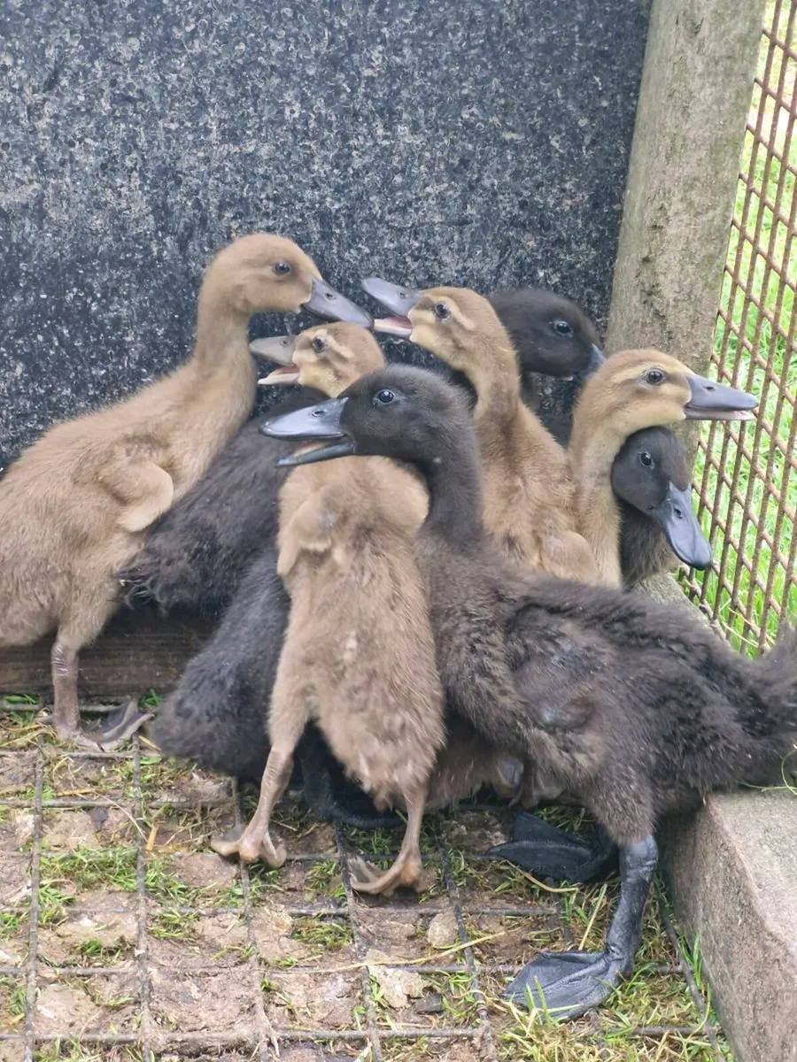 Orpington, khaki & cayuga ducklings - Image 4